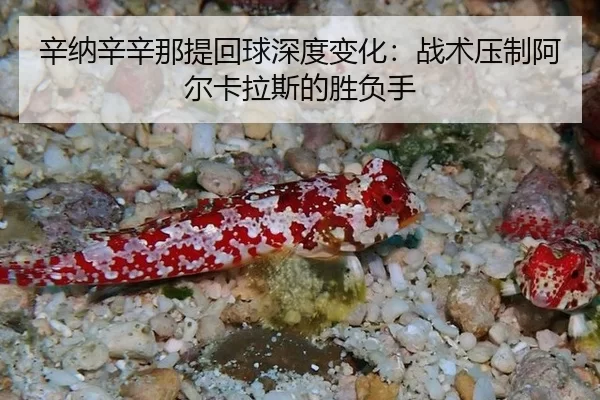 xin-na-xin-xin-na-ti-hui-qiu-shen-du-bian-hua-zhan-shu-ya-zhi-a-er-ka-la-si-de-sheng-fu-shou-3-842.jpg